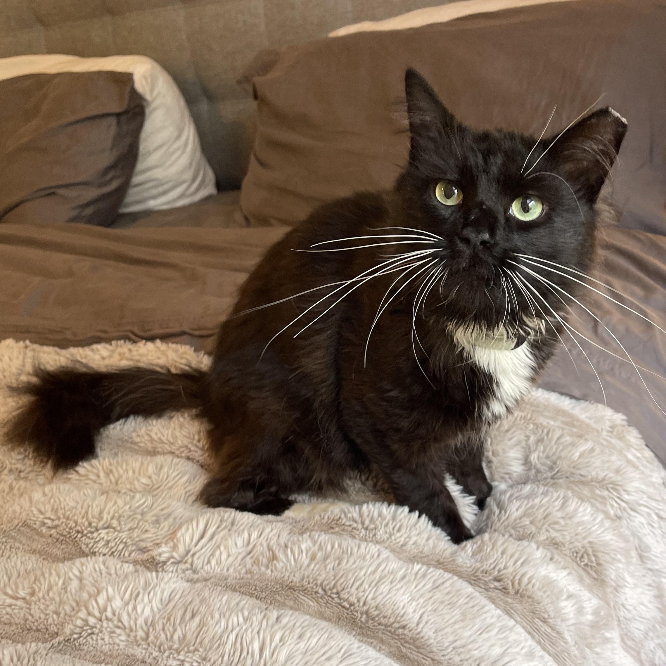 Tiberius, an adopted Domestic Medium Hair in Scranton, PA image 4/6