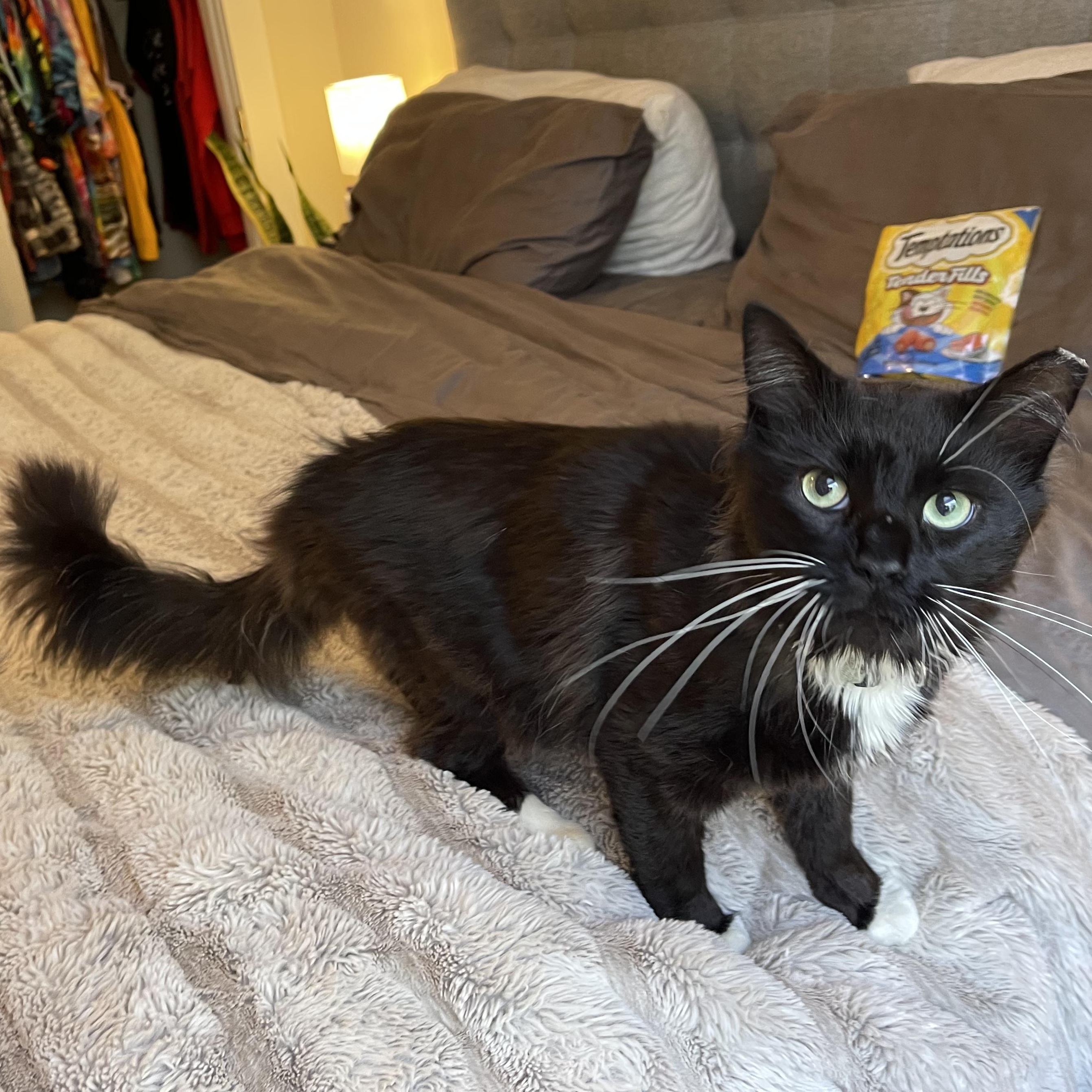 Tiberius, an adopted Domestic Medium Hair in Scranton, PA image 2/6