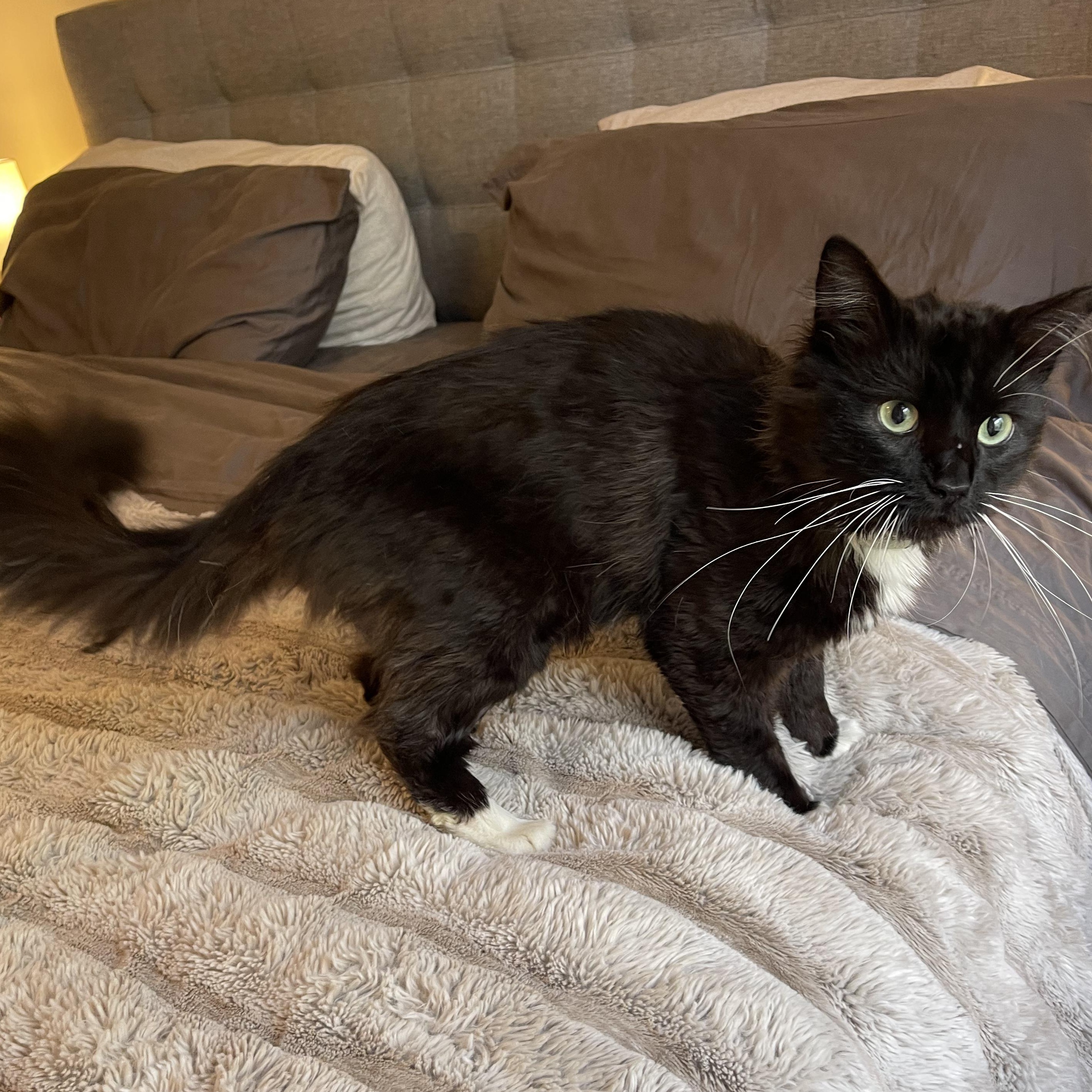 Tiberius, an adopted Domestic Medium Hair in Scranton, PA image 6/6