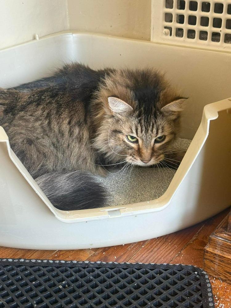 AC Salsa, Adoptable, Senior Male Domestic Long Hair.