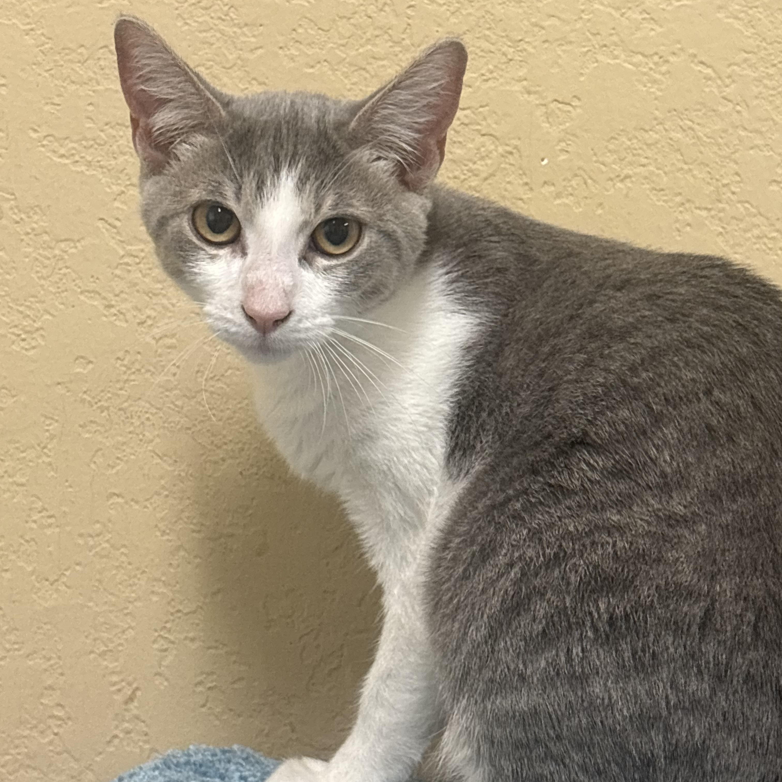 Wonton, ADOPTABLE, Kitten Male Domestic Short Hair.