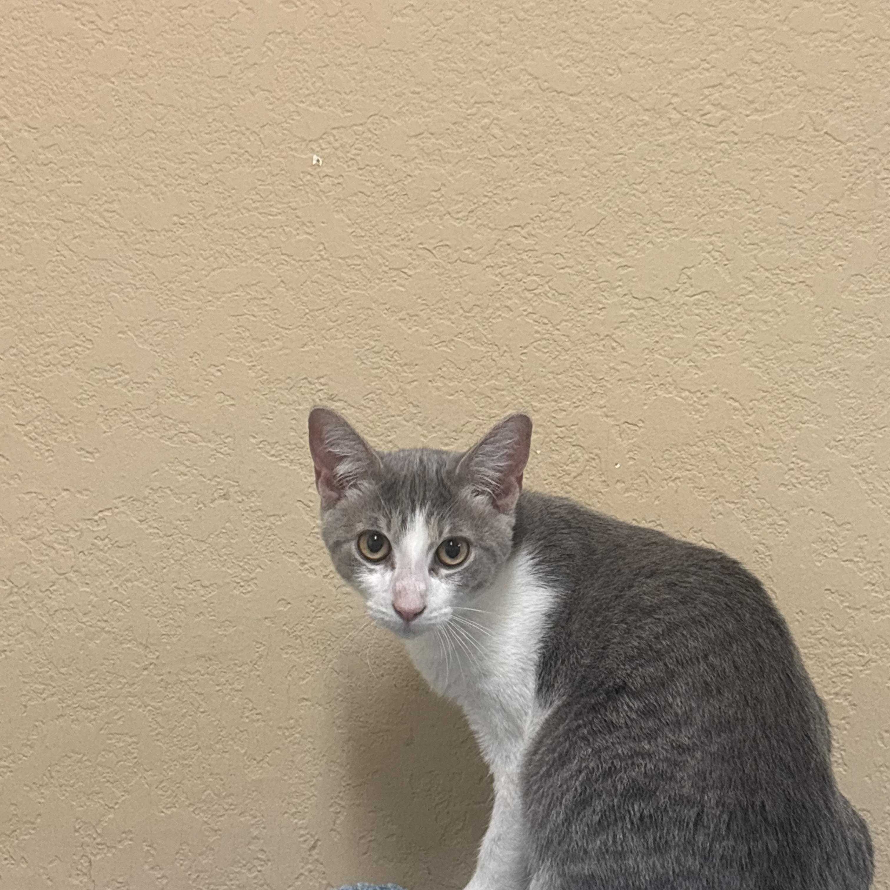 Wonton, a ADOPTABLE Domestic Short Hair in Statesboro, GA image 2/2