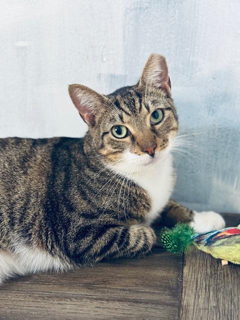 Bobtail-Bobby, Adoptable, Young Male American Shorthair.