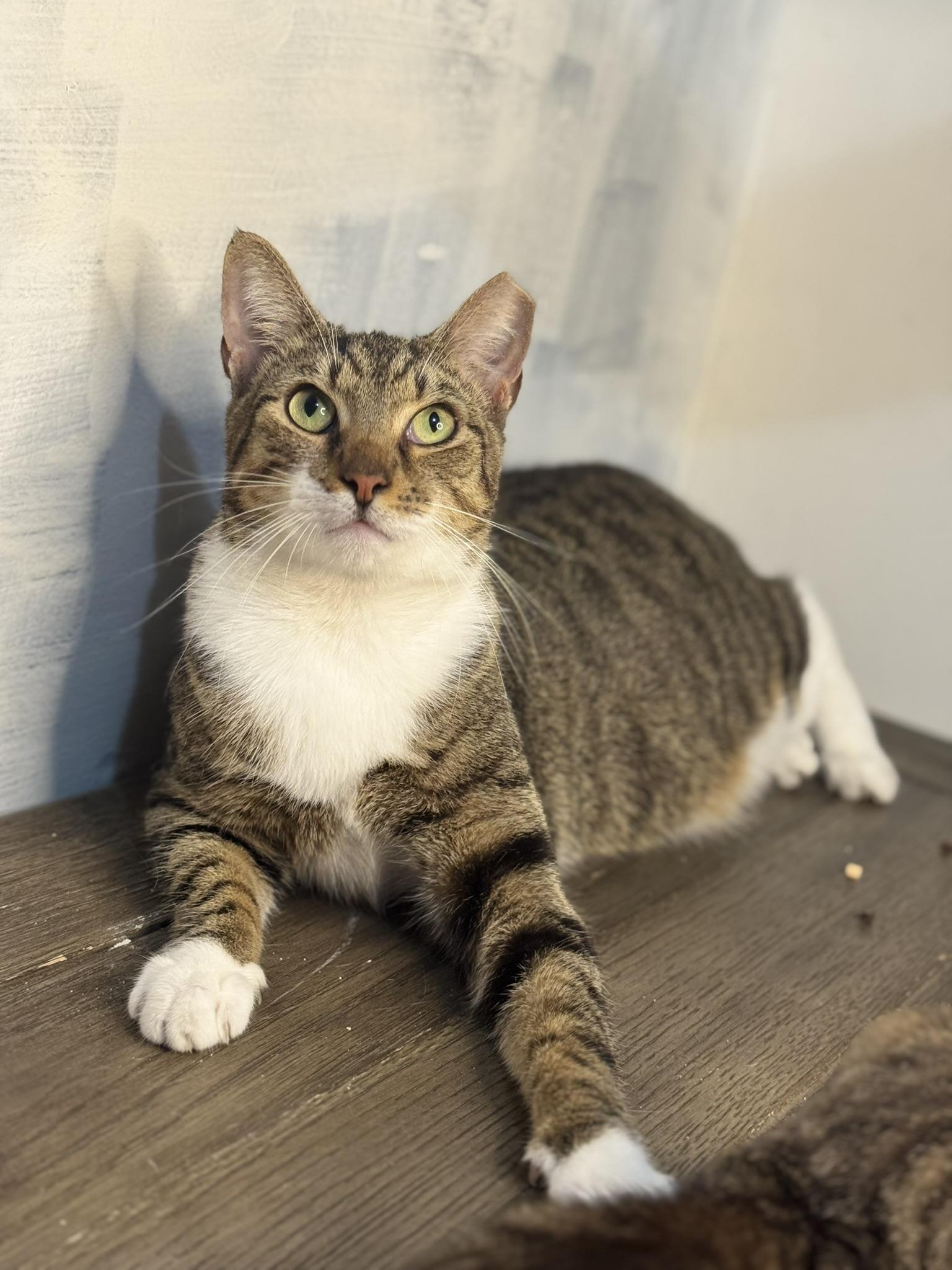 Enlarge Bobtail-Bobby, a Adoptable American Shorthair in Fort Pierce, FL image 2/6