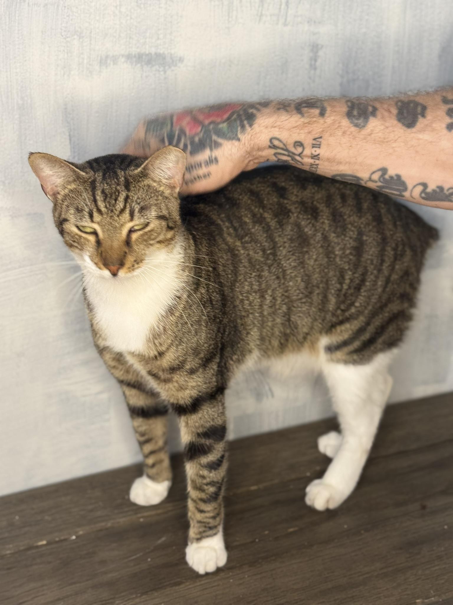 Enlarge Bobtail-Bobby, a Adoptable American Shorthair in Fort Pierce, FL image 5/6