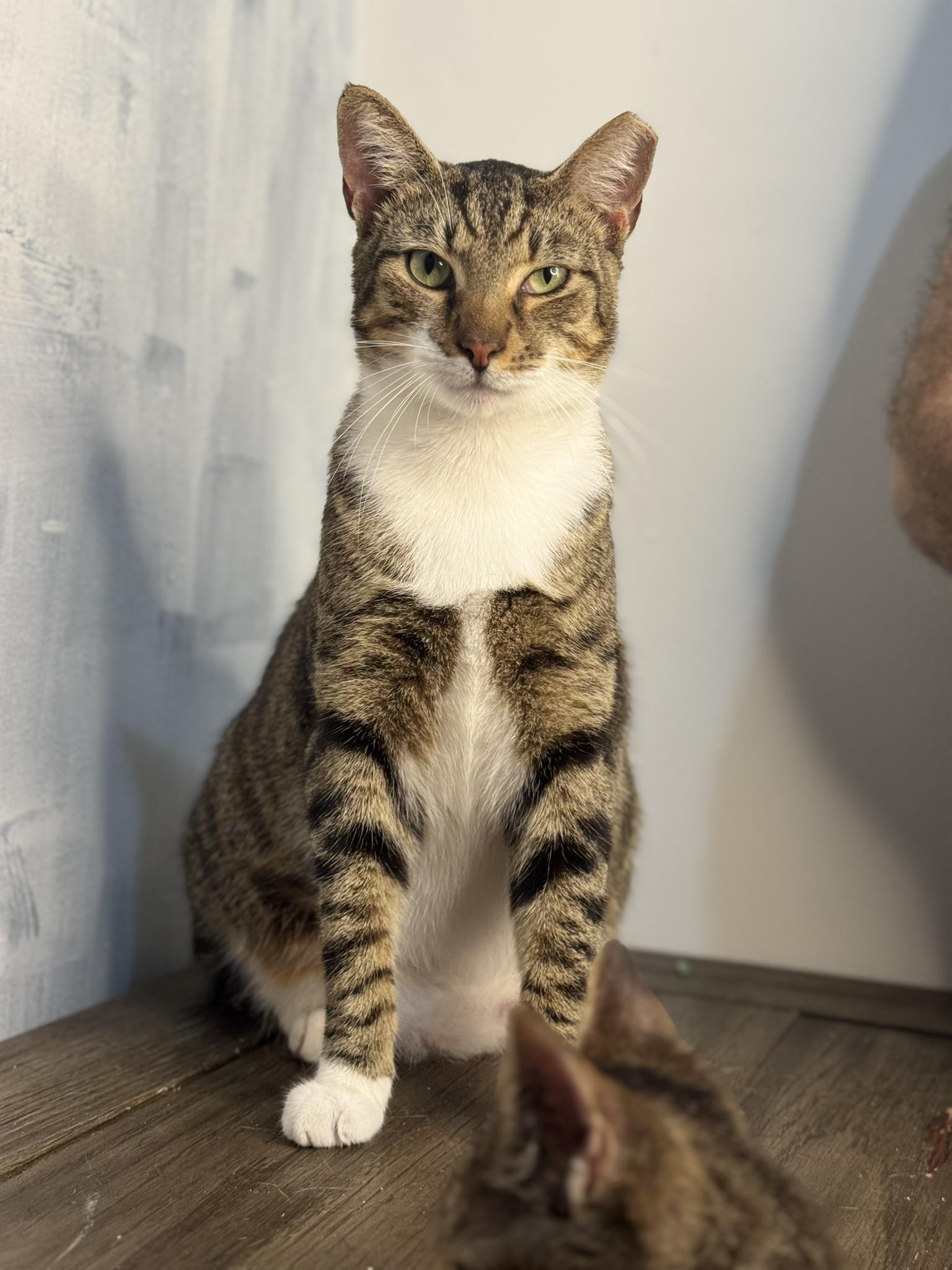 Enlarge Bobtail-Bobby, a Adoptable American Shorthair in Fort Pierce, FL image 3/6