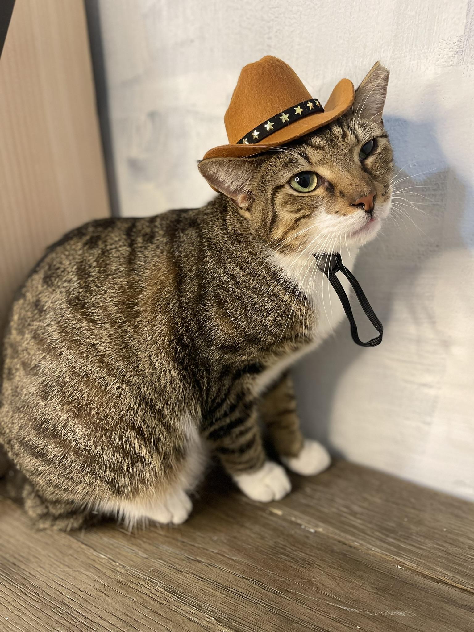 Enlarge Bobtail-Bobby, a Adoptable American Shorthair in Fort Pierce, FL image 4/6
