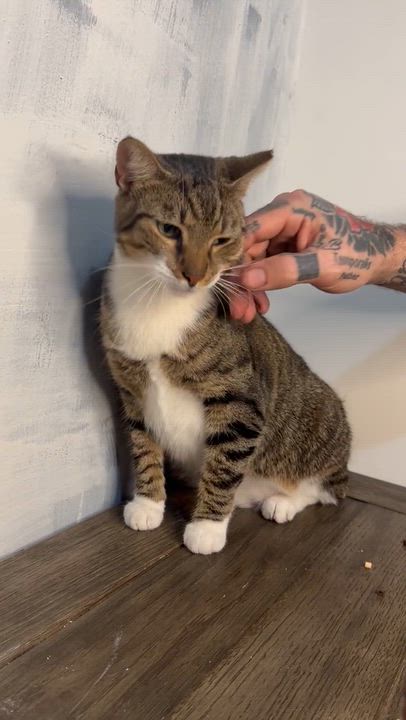 Enlarge Bobtail-Bobby, a Adoptable American Shorthair in Fort Pierce, FL video 6/6