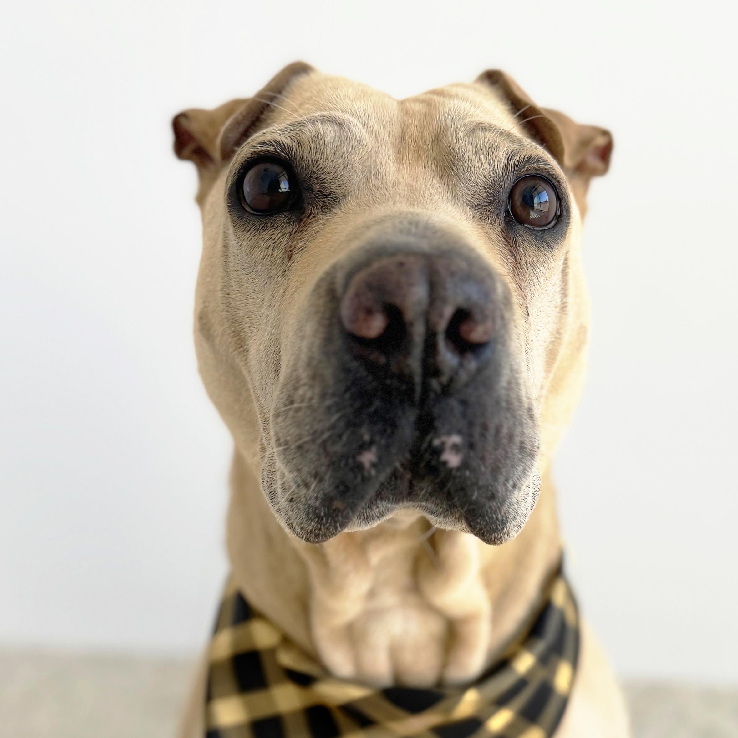 Nova, a Adoptable Shar-Pei in Scottsdale, AZ image 2/3