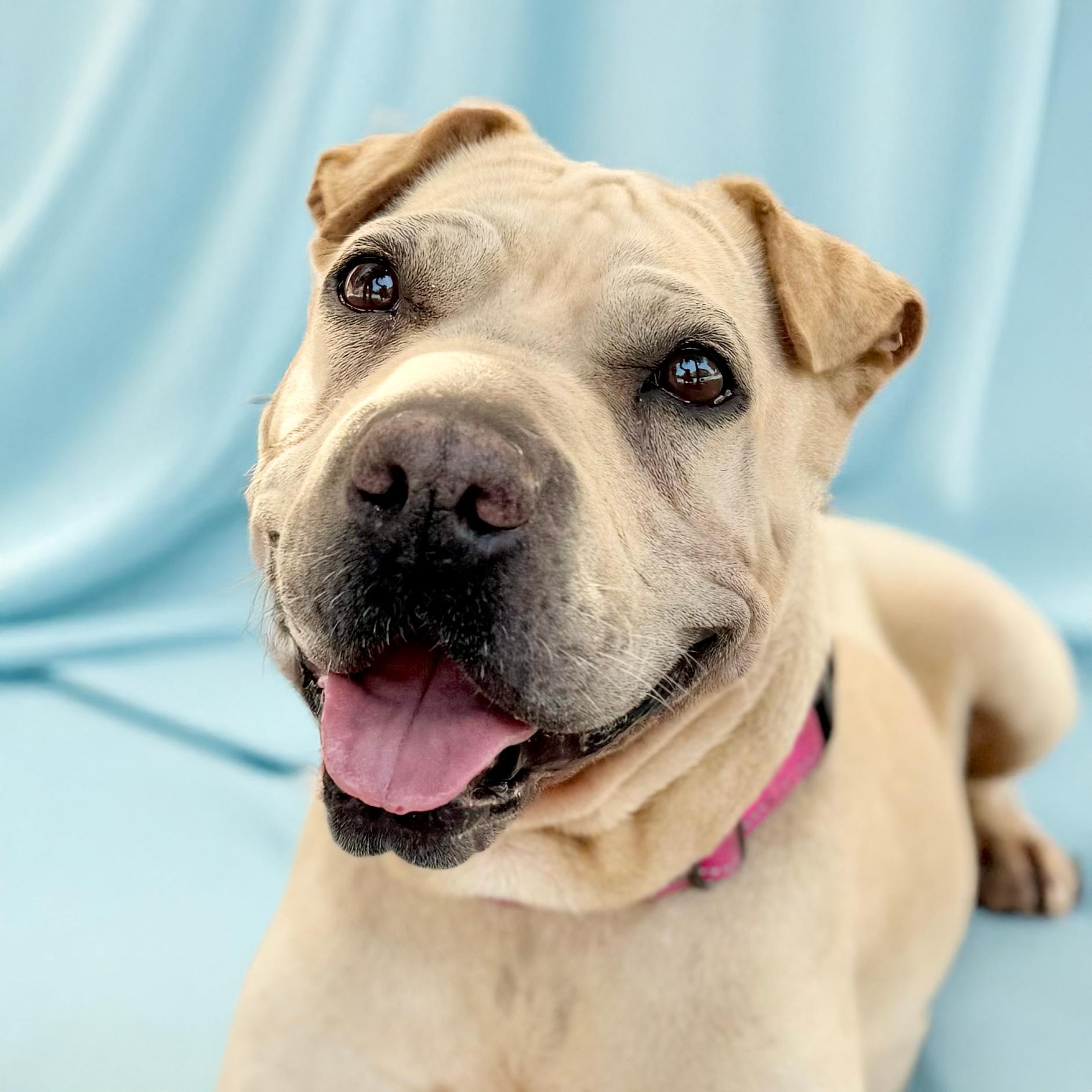 Nova, Adult Female Shar-Pei