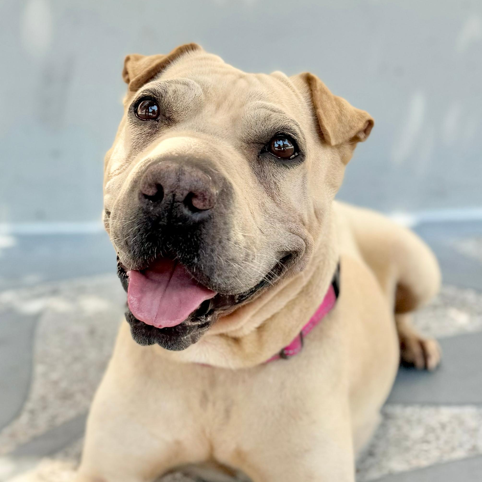 Nova, a Adoptable Shar-Pei in Scottsdale, AZ image 3/3