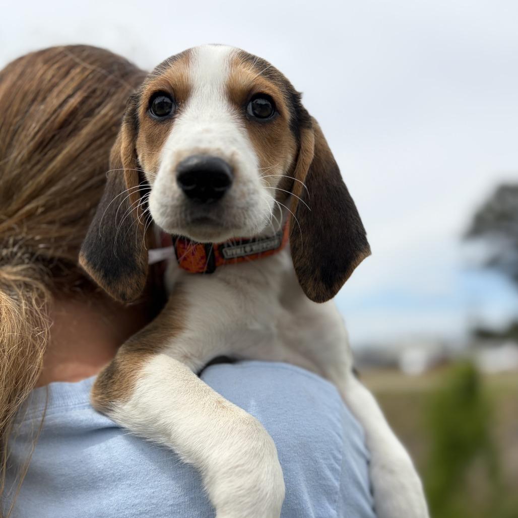 Juniper, a Adoptable Hound in Chesapeake, VA image 1/2