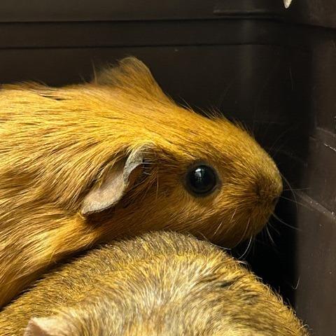 Everything Bagel with Nothingburger-In Foster, Adoptable, Young Female Guinea Pig.