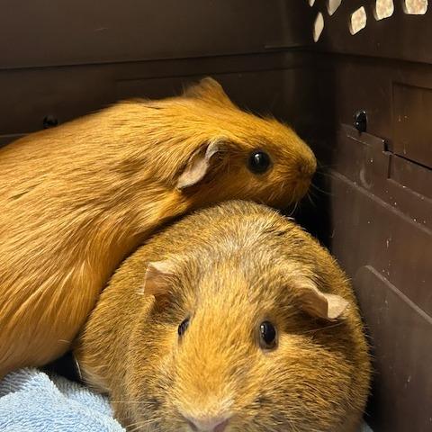 Enlarge Everything Bagel with Nothingburger-In Foster, a Adoptable Guinea Pig in Springfield, MA image 2/3