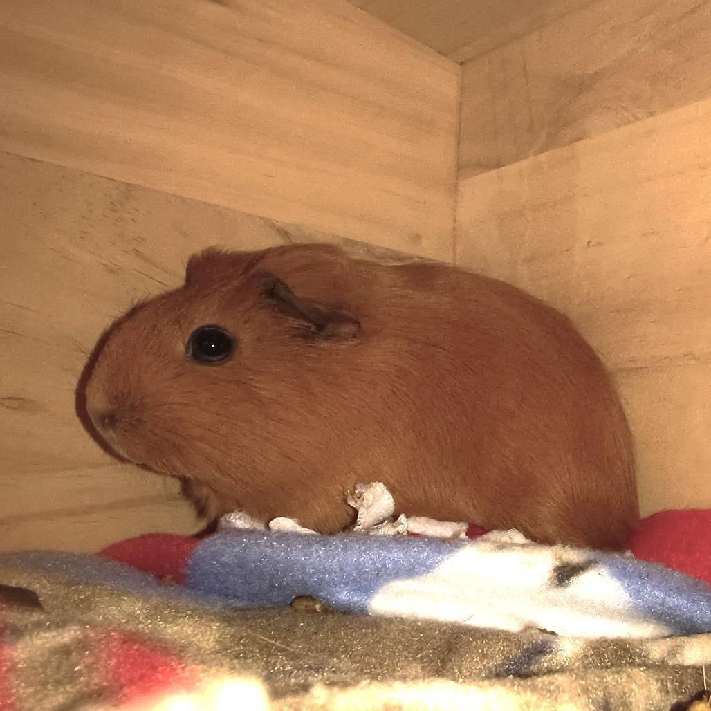 Enlarge Everything Bagel with Nothingburger-In Foster, a Adoptable Guinea Pig in Springfield, MA image 3/3
