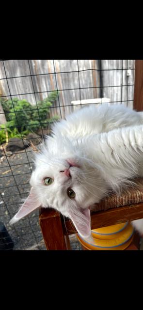 Enlarge Eöwyn Courtesy Post, a Adoptable Maine Coon in Absecon, NJ image 1/3