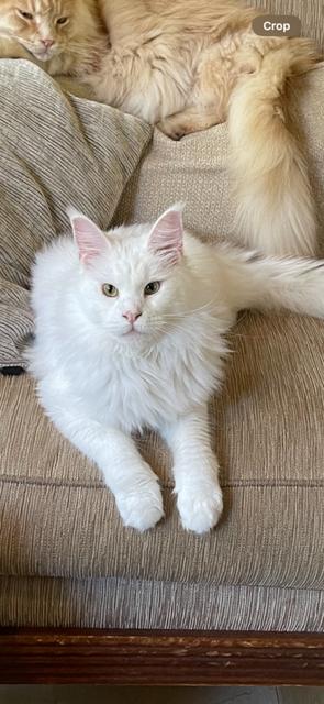 Enlarge Eöwyn Courtesy Post, a Adoptable Maine Coon in Absecon, NJ image 3/3