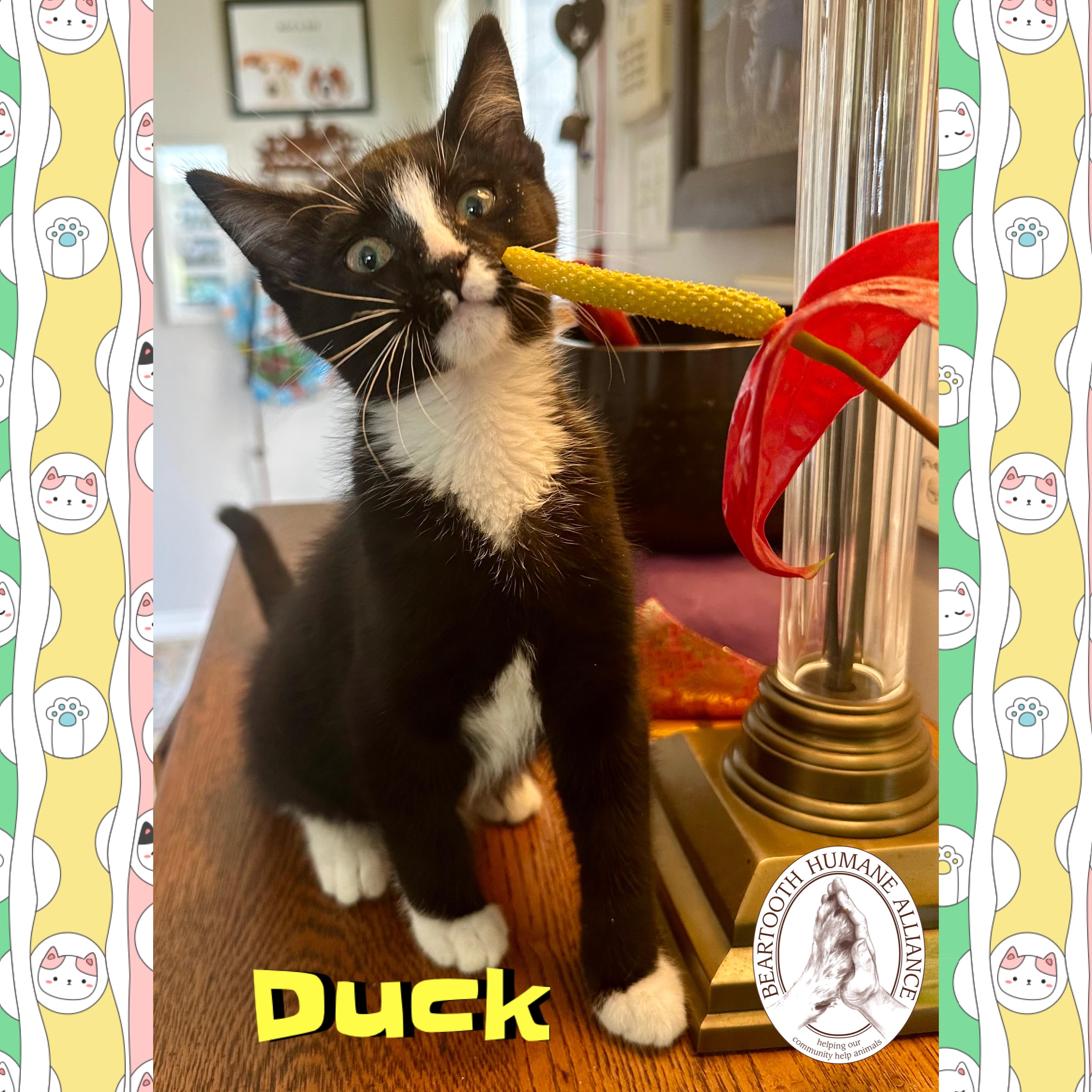 Duck, an adoptable Domestic Medium Hair in Red Lodge, MT, 59068 | Photo Image 4