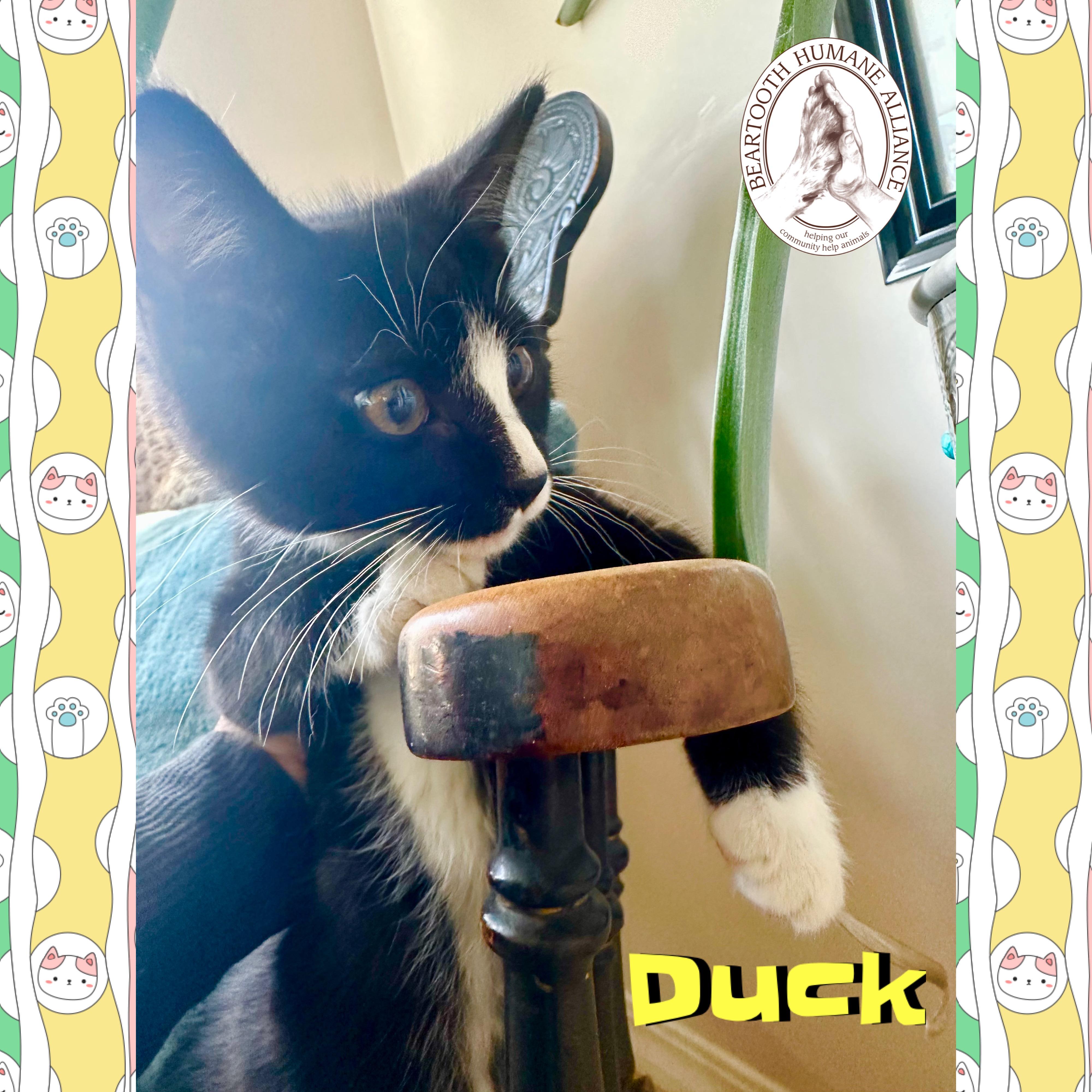 Duck, an adoptable Domestic Medium Hair in Red Lodge, MT, 59068 | Photo Image 1