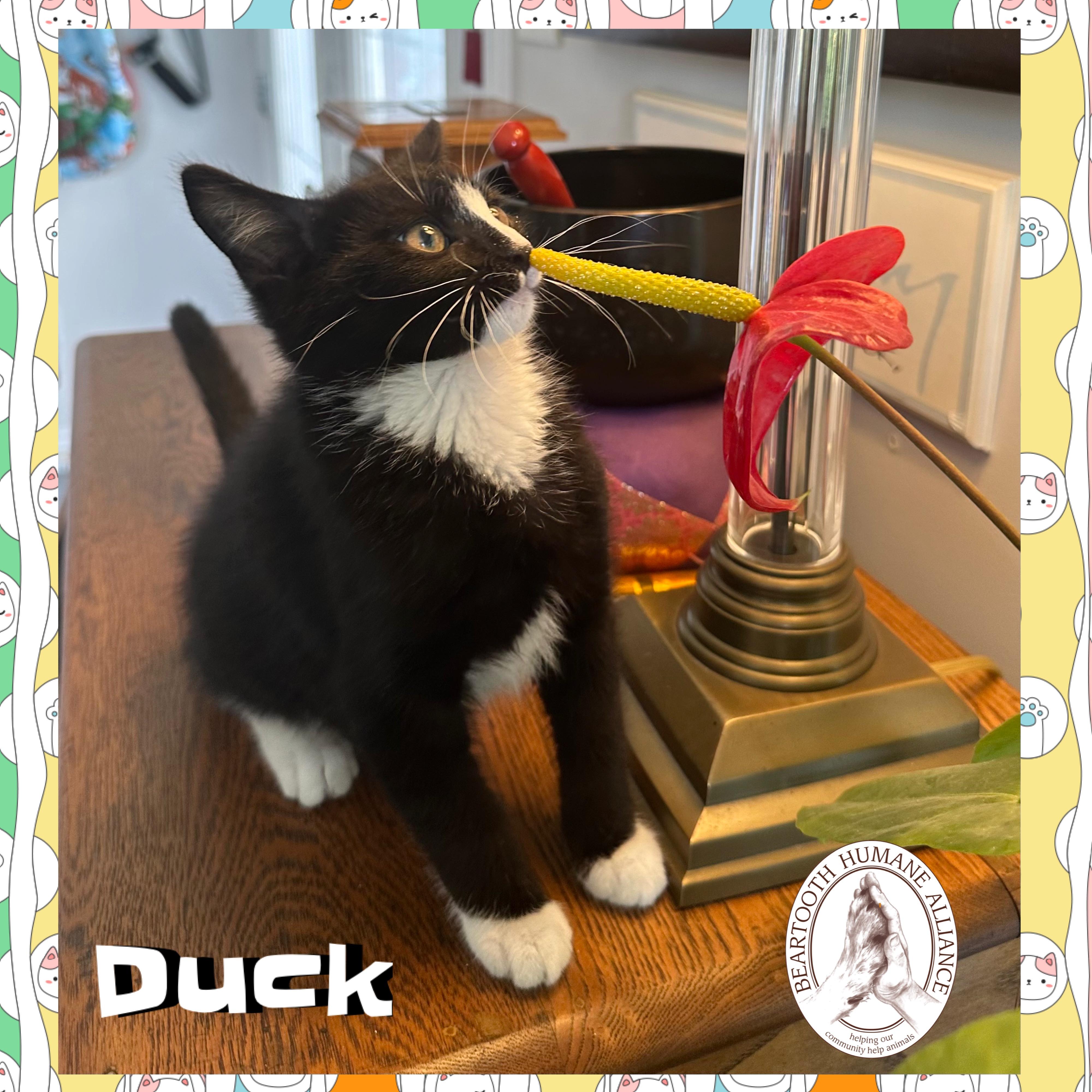 Duck, an adoptable Domestic Medium Hair in Red Lodge, MT, 59068 | Photo Image 3