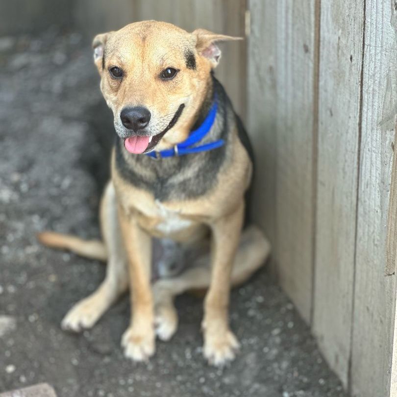 Chester, Adopted, Young Male Anatolian Shepherd.