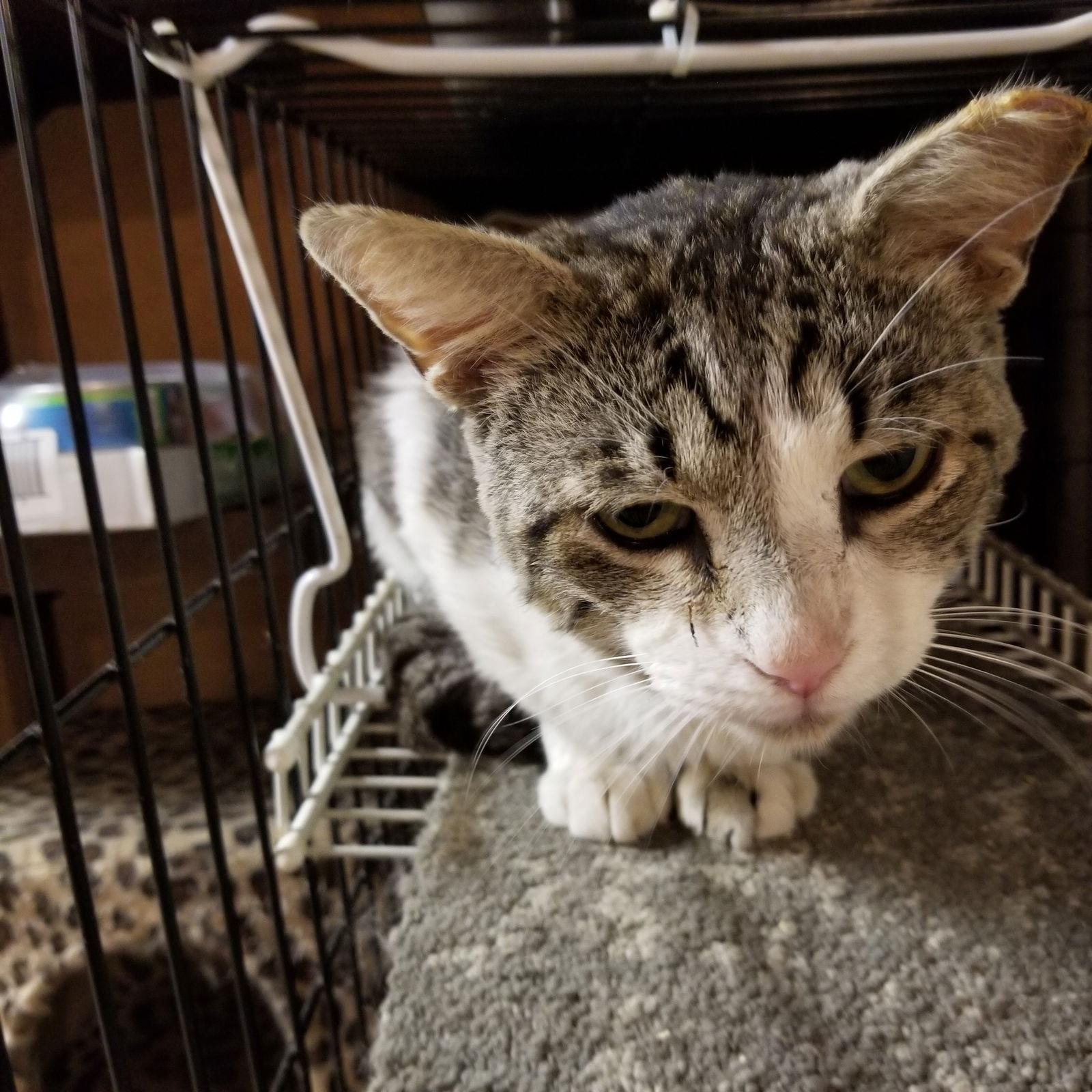 Enlarge GREYSON, a Adoptable Domestic Short Hair in Northfield, OH image 2/2