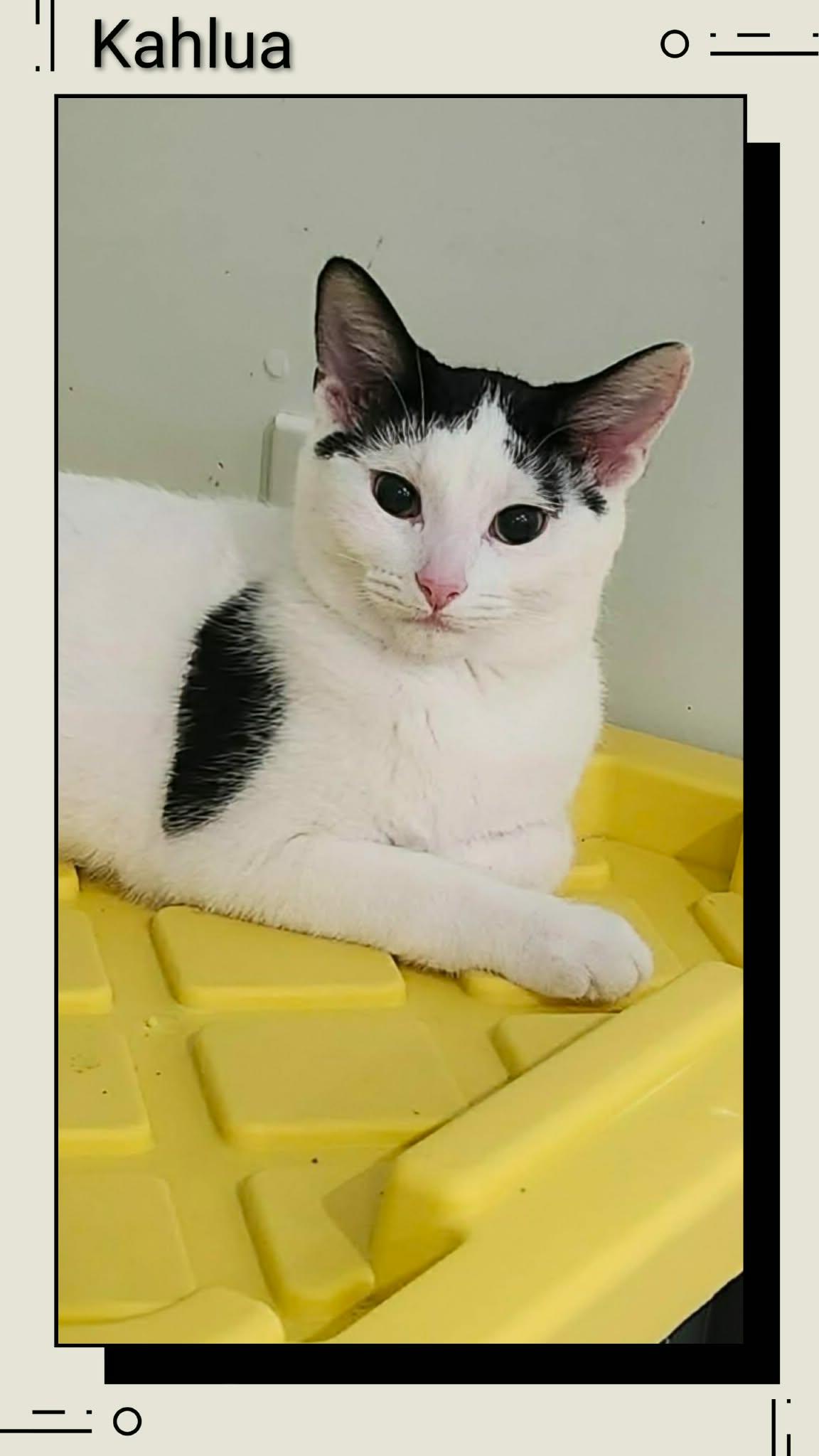 Enlarge Kahlua, a Adopted Domestic Short Hair in Caistor Centre, ON image 1/1