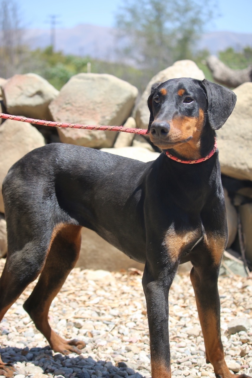 Enlarge Junebug, a Adoptable Doberman Pinscher in Fillmore, CA image 1/5