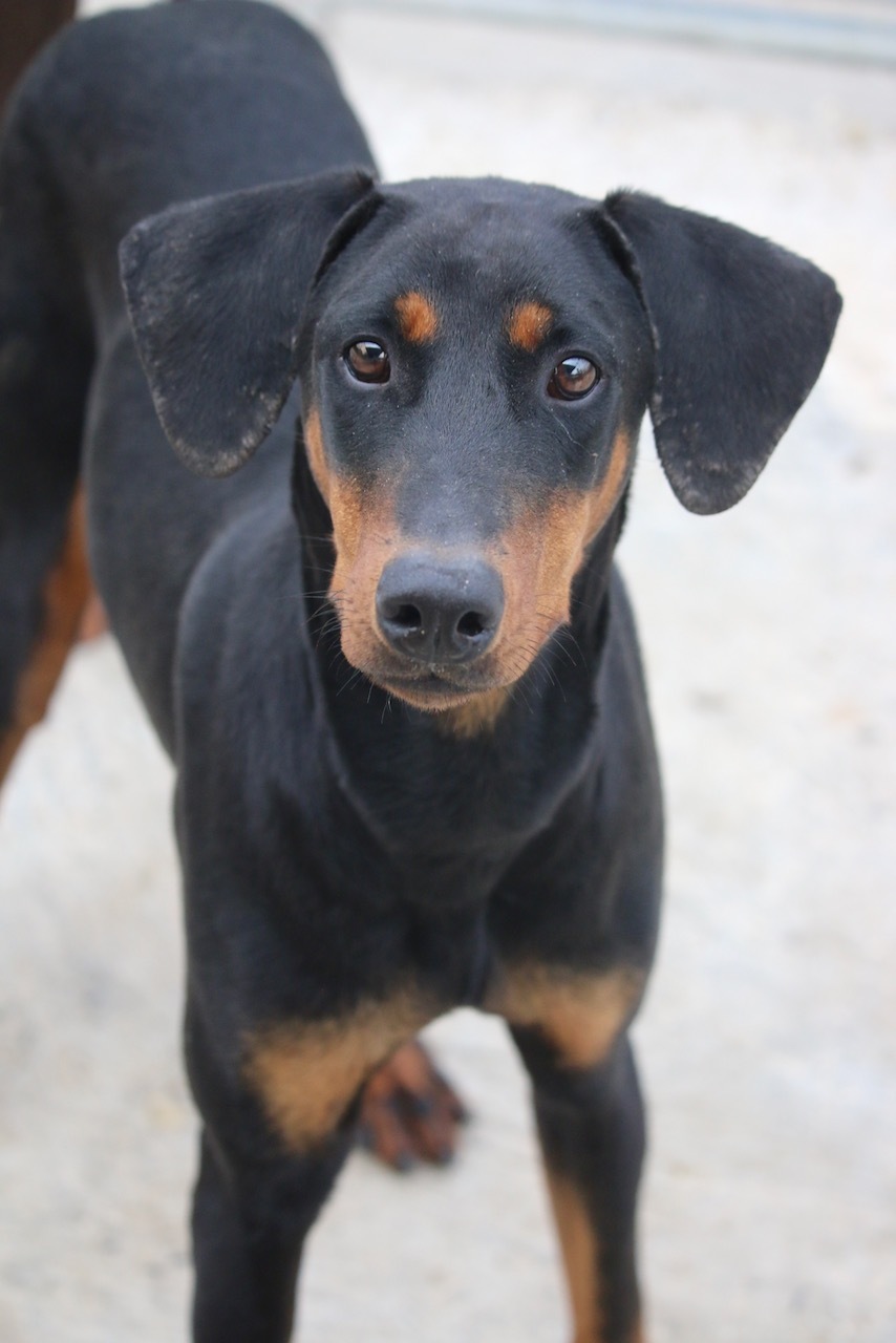 Enlarge Junebug, a Adoptable Doberman Pinscher in Fillmore, CA image 2/5