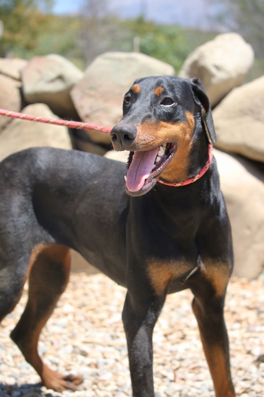 Enlarge Junebug, a Adoptable Doberman Pinscher in Fillmore, CA image 3/5