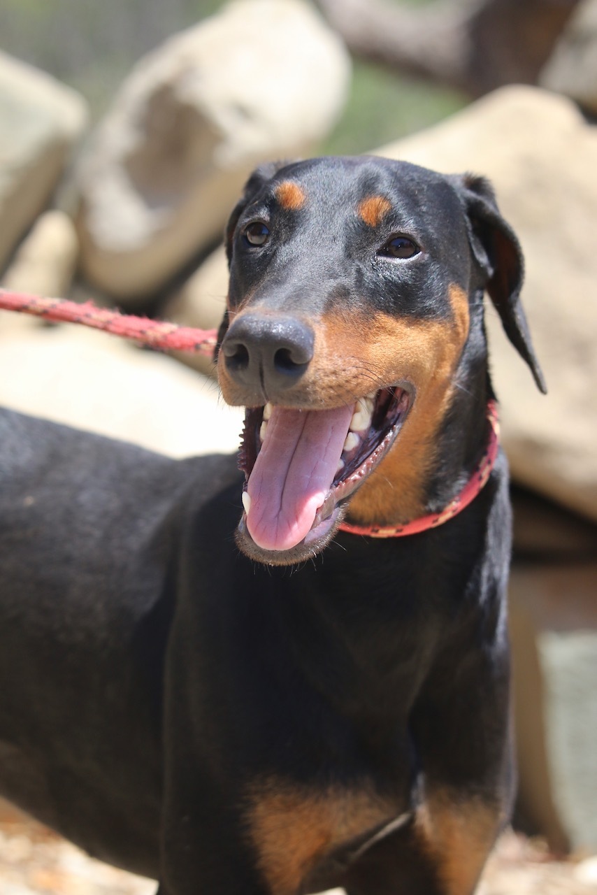 Enlarge Junebug, a Adoptable Doberman Pinscher in Fillmore, CA image 4/5