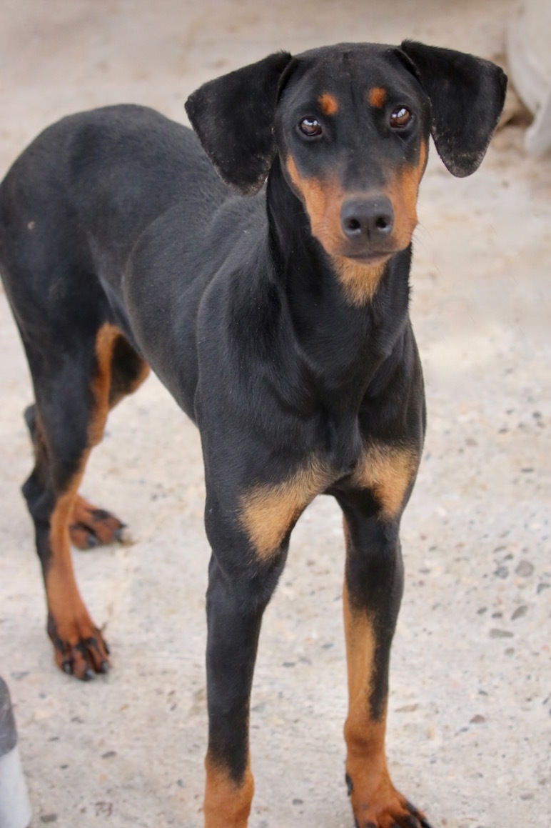 Enlarge Junebug, a Adoptable Doberman Pinscher in Fillmore, CA image 5/5