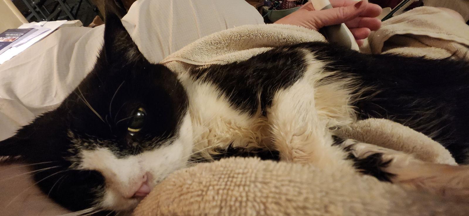 Lily Bear (FCID# 02/12/24-4) C,SN food & med, Adoptable, Adult Female Tuxedo & Domestic Short Hair.