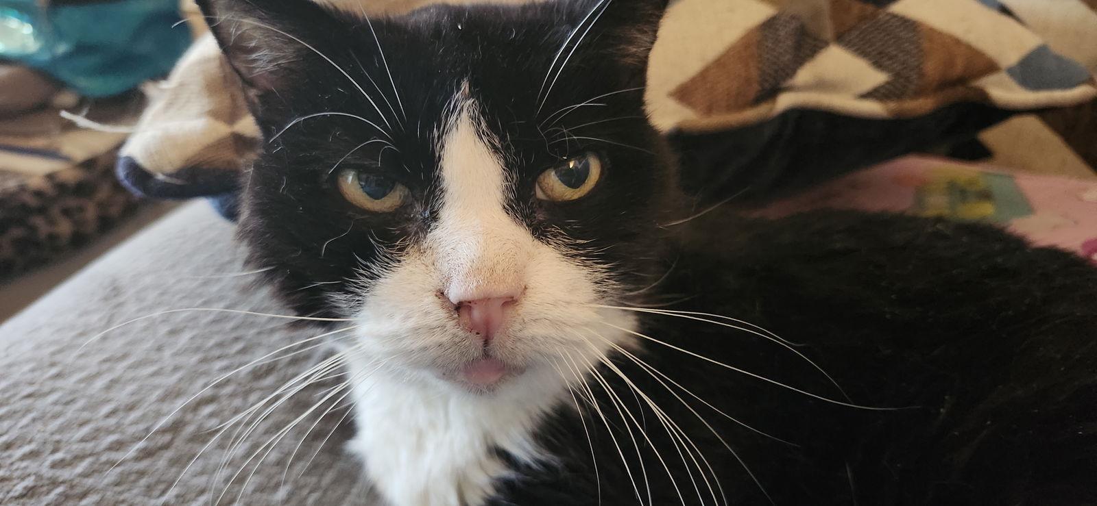 Enlarge Lily Bear (FCID# 02/12/24-4) C,SN food & med, a Adoptable mixed breed in Greenville, DE image 3/3