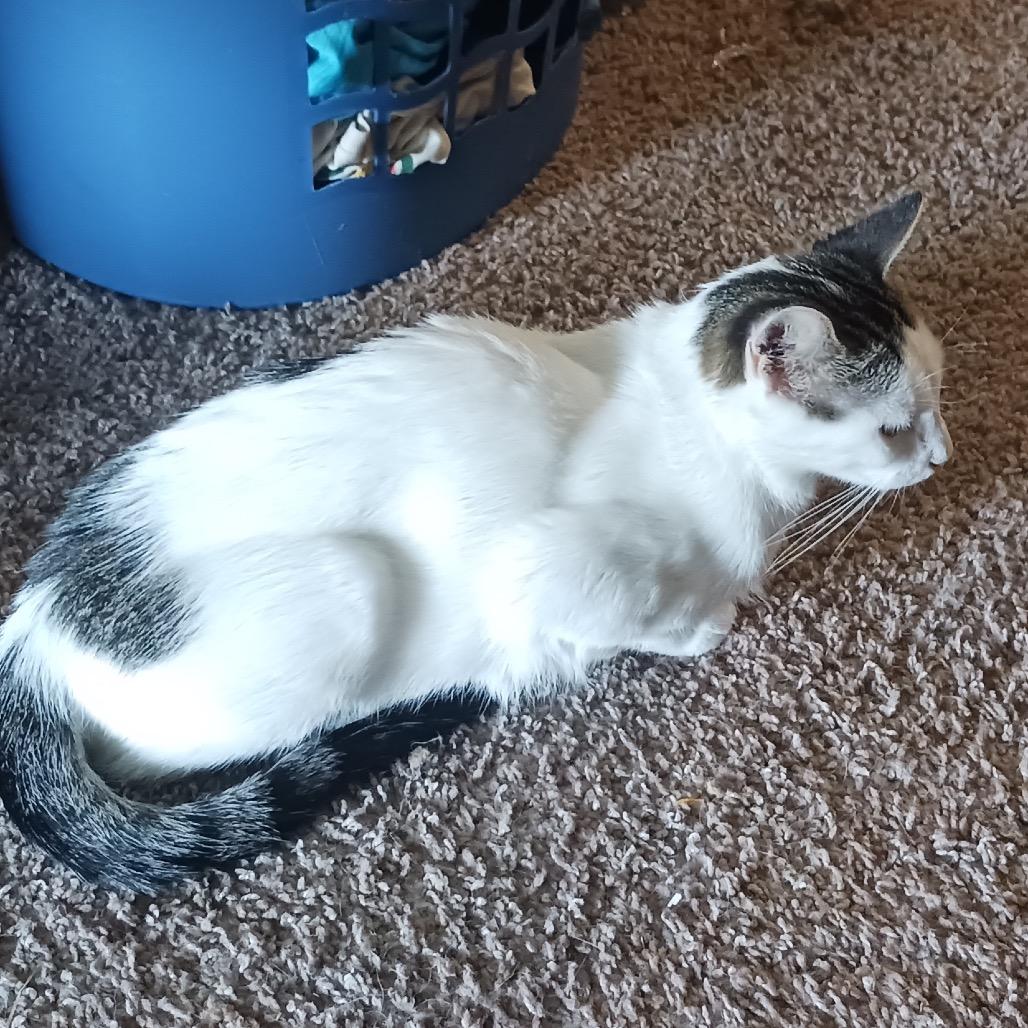 Kiki — thumbnail 2