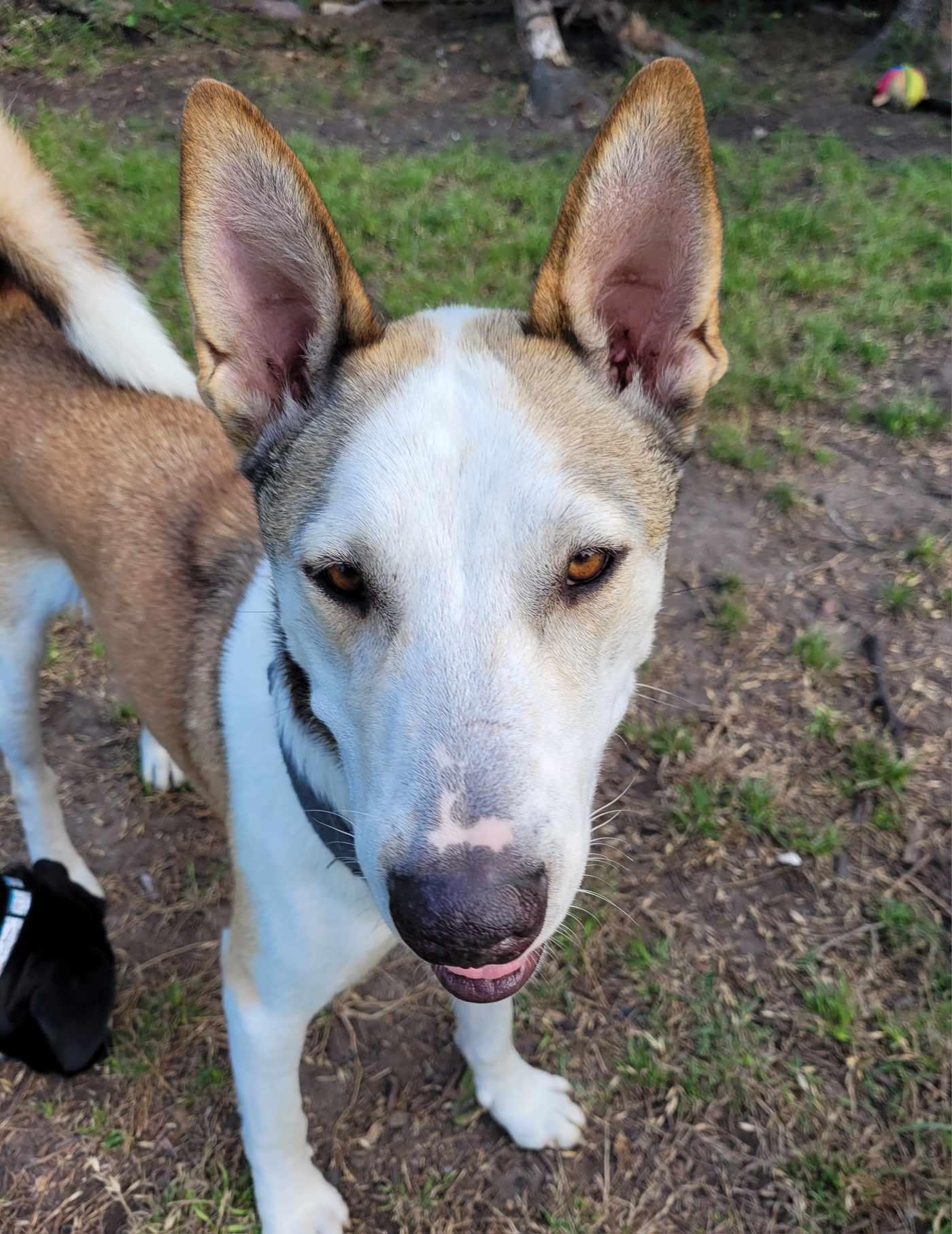 Enlarge Ducky, a Adoptable mixed breed in Baltimore, MD image 3/5