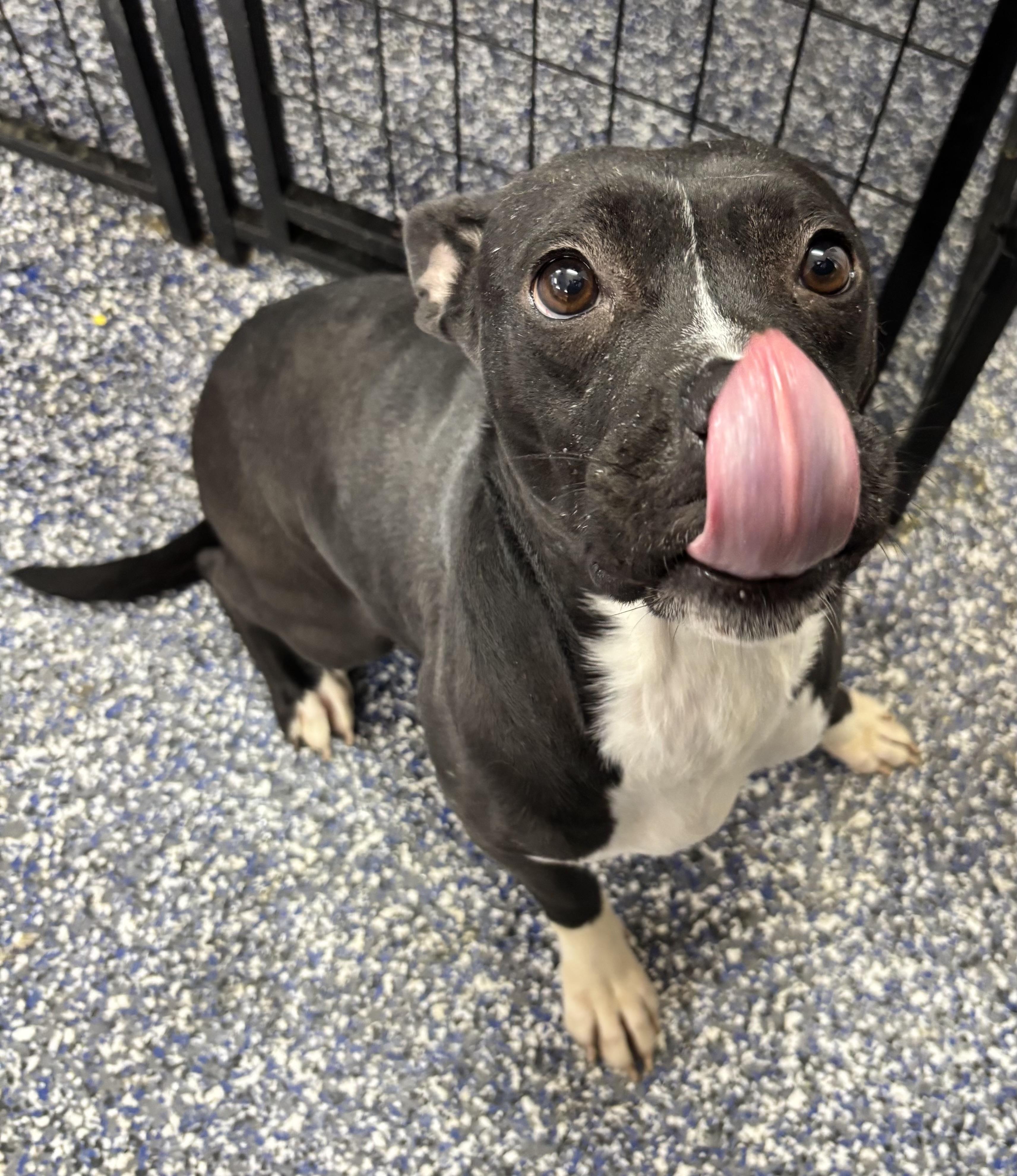 Bagel, ADOPTABLE, Adult Female Pit Bull Terrier.