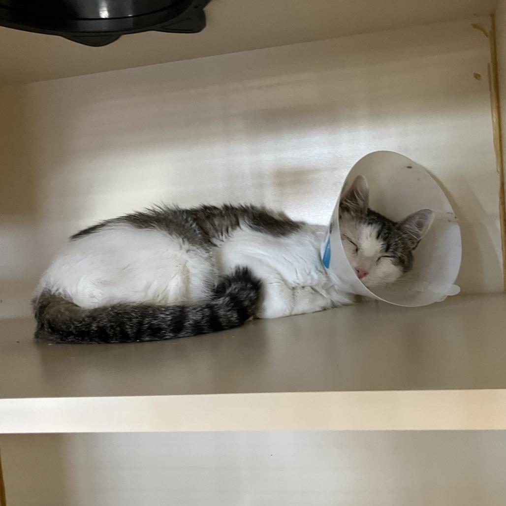 Betsy, Adoptable, Young Female Domestic Short Hair.