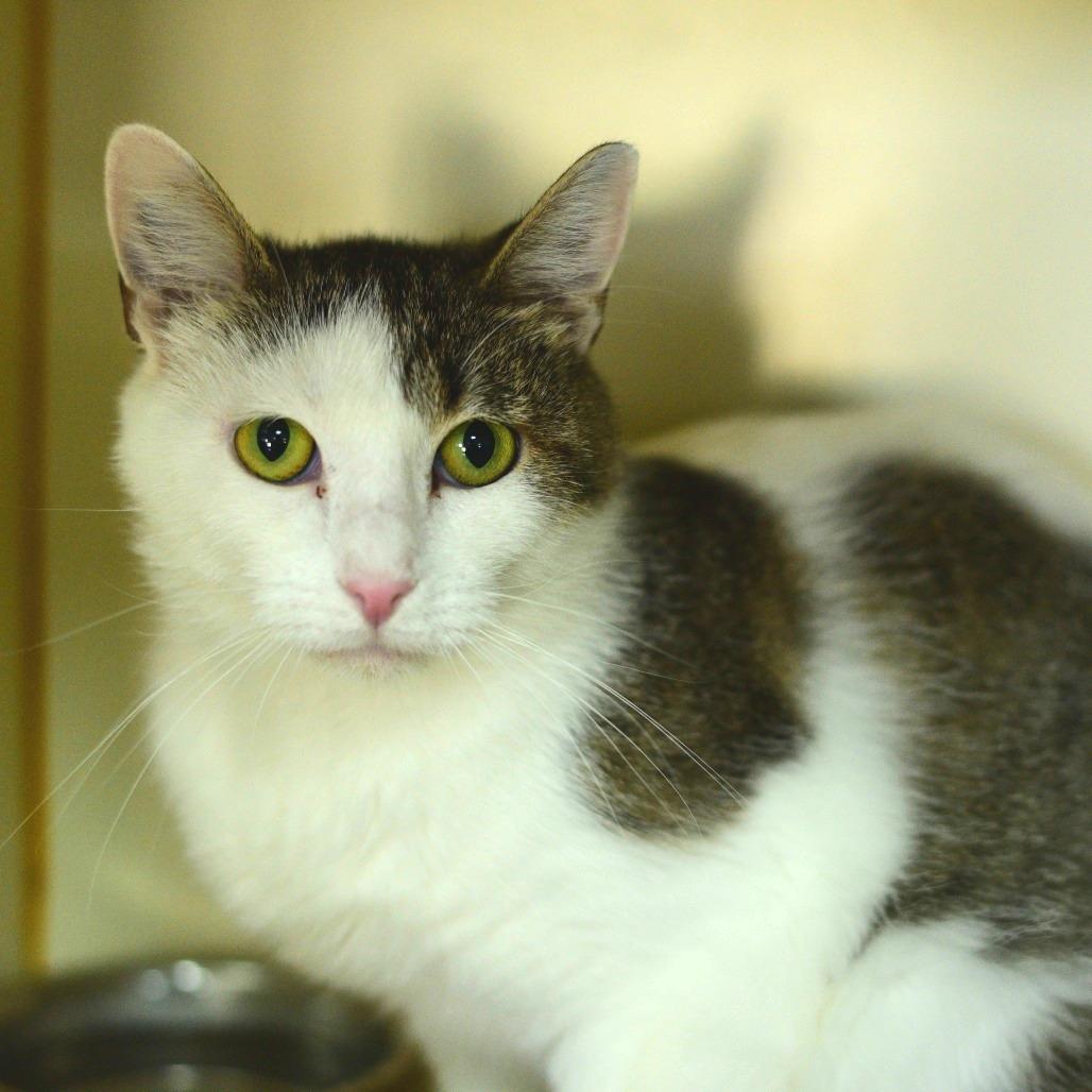 Betsy, Adoptable, Young Female Domestic Short Hair.