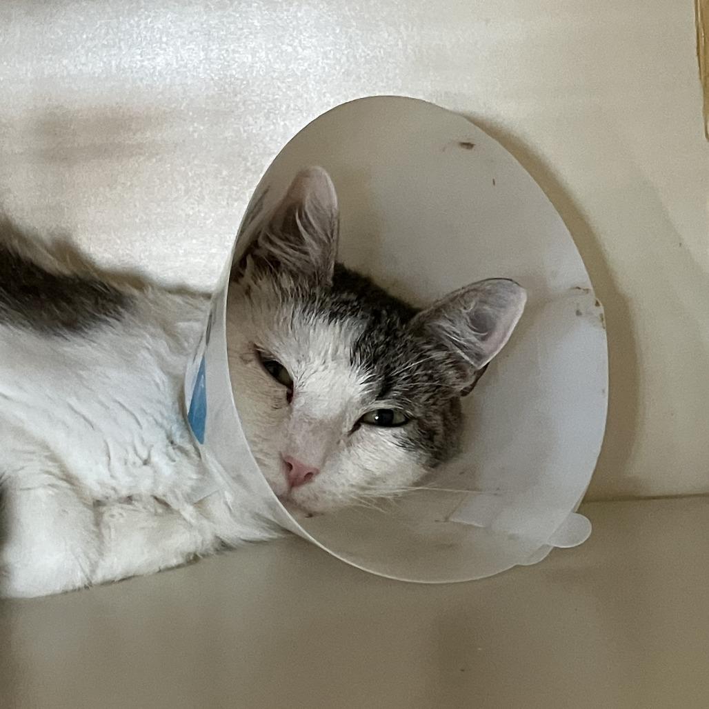 Enlarge Betsy, a Adoptable Domestic Short Hair in Idaho Falls, ID image 2/2