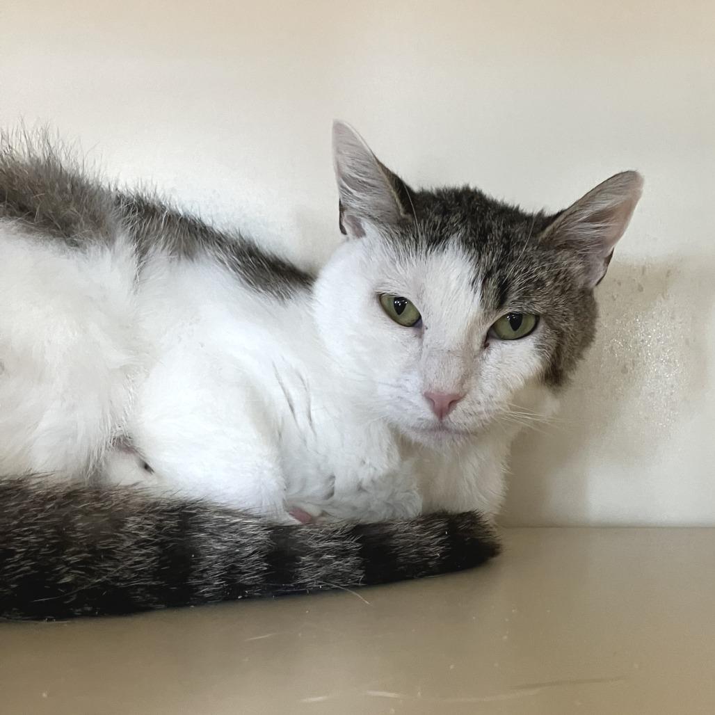 Betsy, a Adoptable Domestic Short Hair in Idaho Falls, ID image 2/3