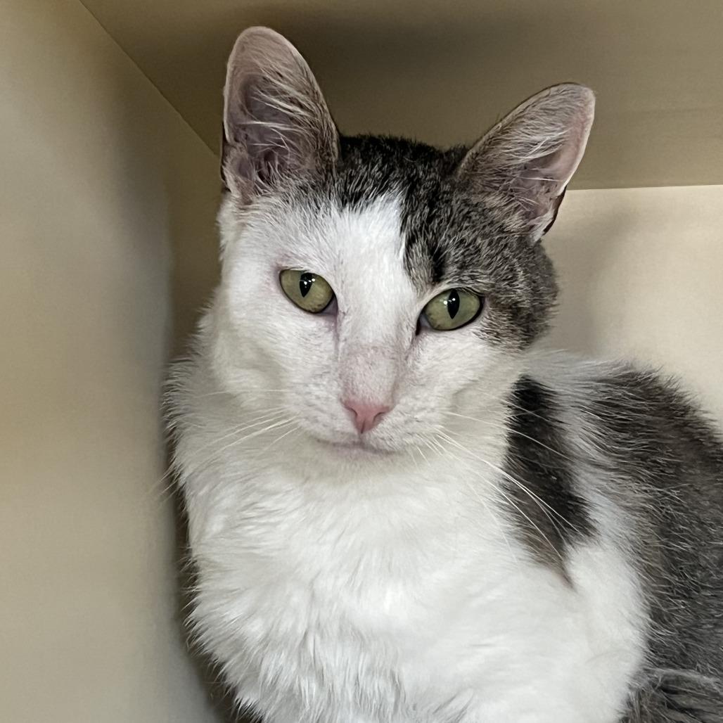 Betsy, a Adoptable Domestic Short Hair in Idaho Falls, ID image 3/3
