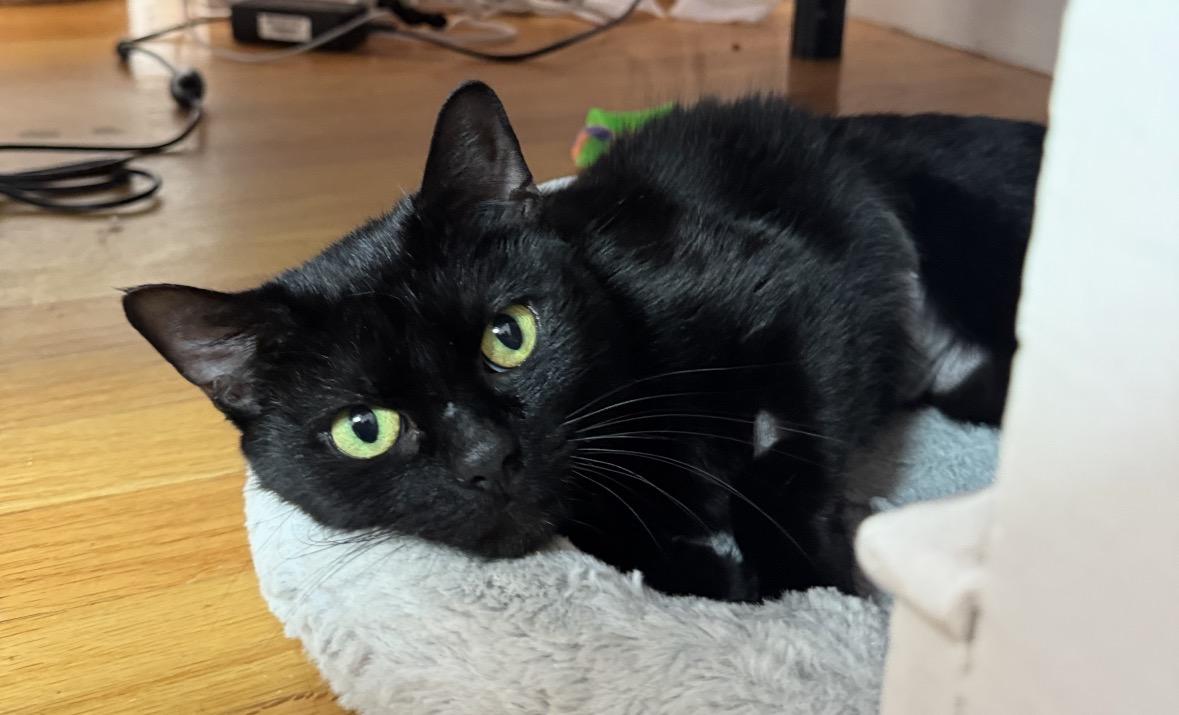 Enlarge Marianna, an adopted Domestic Short Hair in Beverly, MA image 3/3