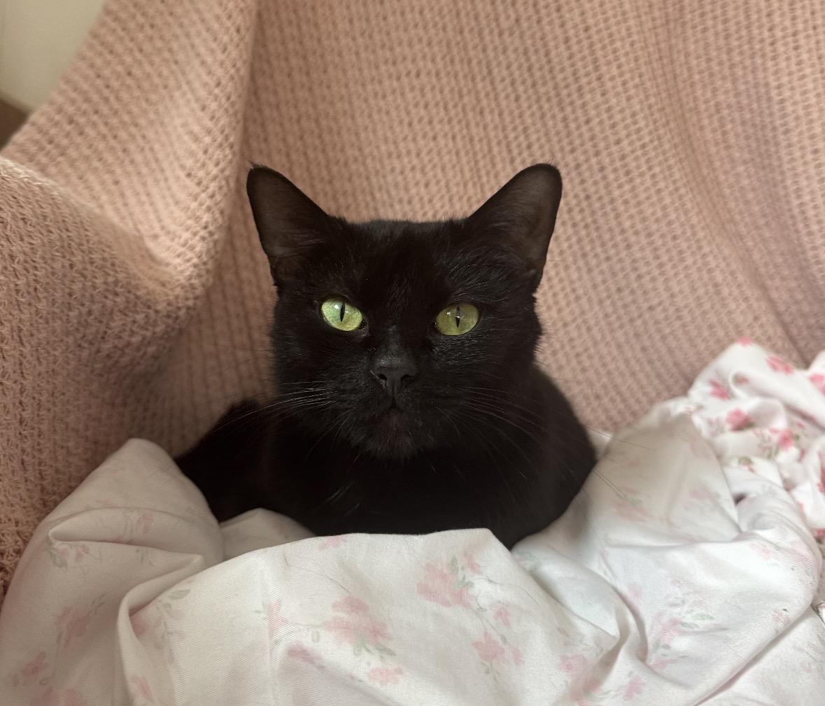 Marianna, adopted, Kitten Female Domestic Short Hair.
