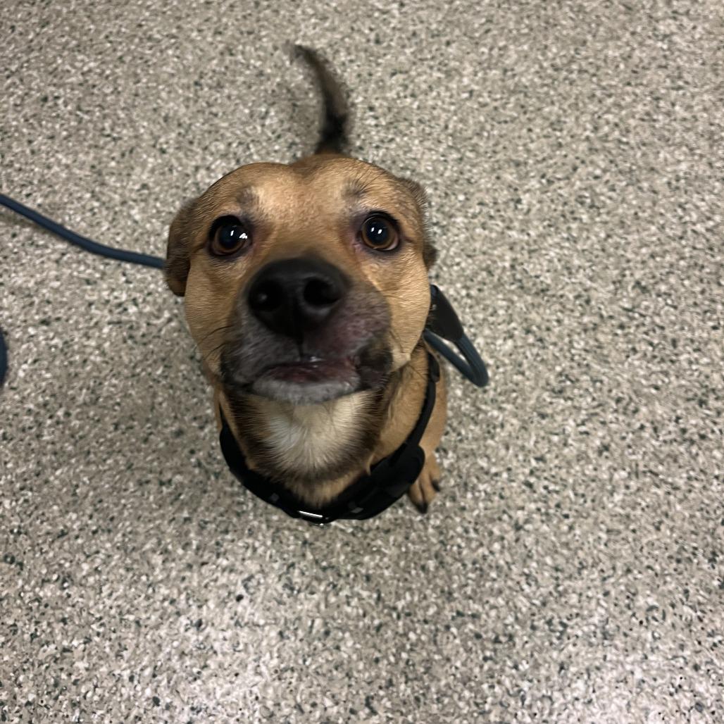 Max, a Adoptable mixed breed in Cedar Rapids, IA image 1/2