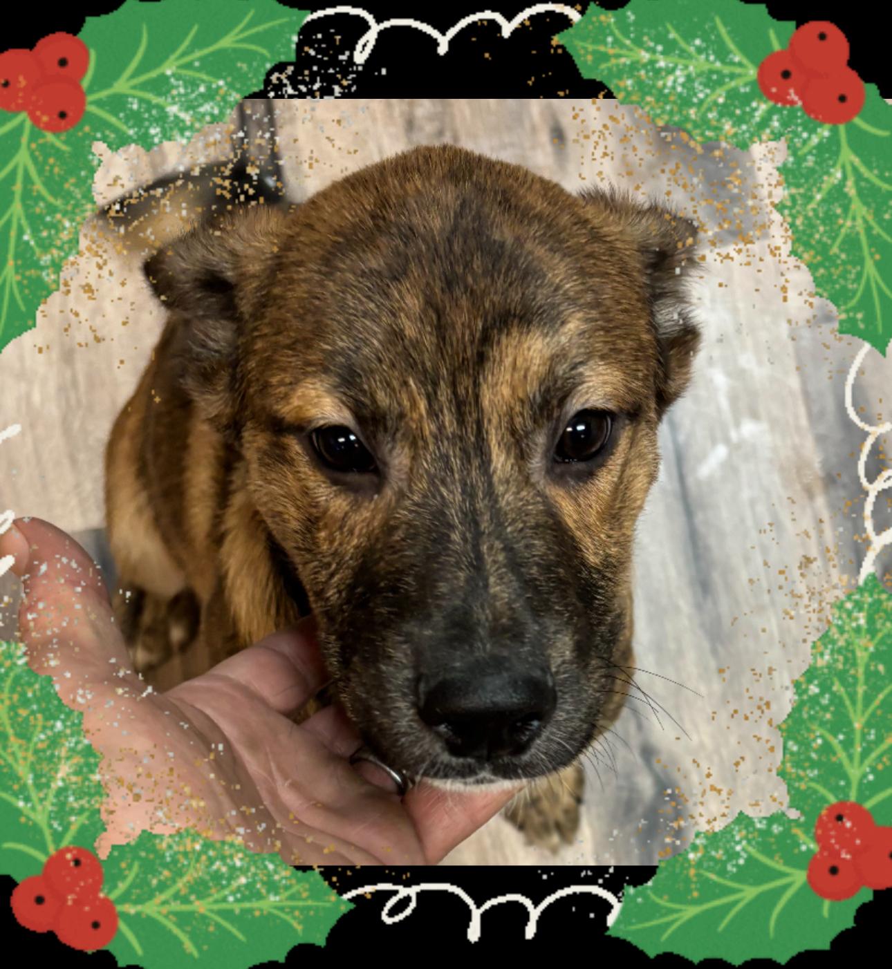 Enlarge Tony, a Adoptable mixed breed in GLEN MILLS, PA image 1/2