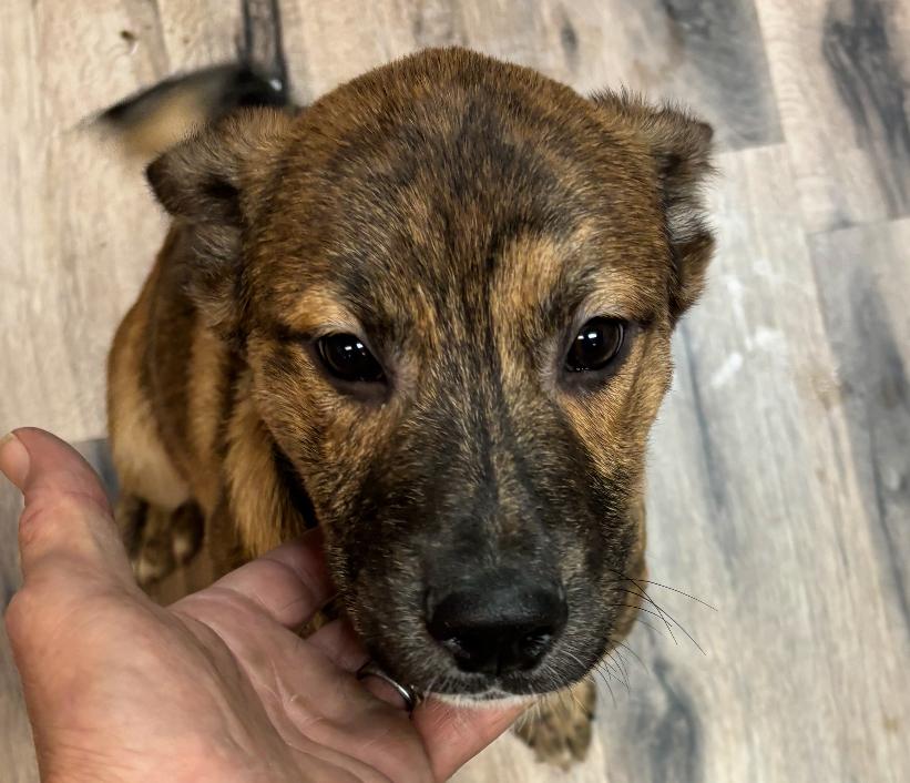 Enlarge Tony, a Adoptable mixed breed in GLEN MILLS, PA image 2/2