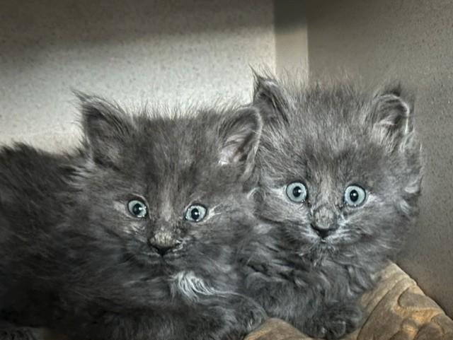 Kittens, Adoptable, Kitten Male Domestic Long Hair & Abyssinian.