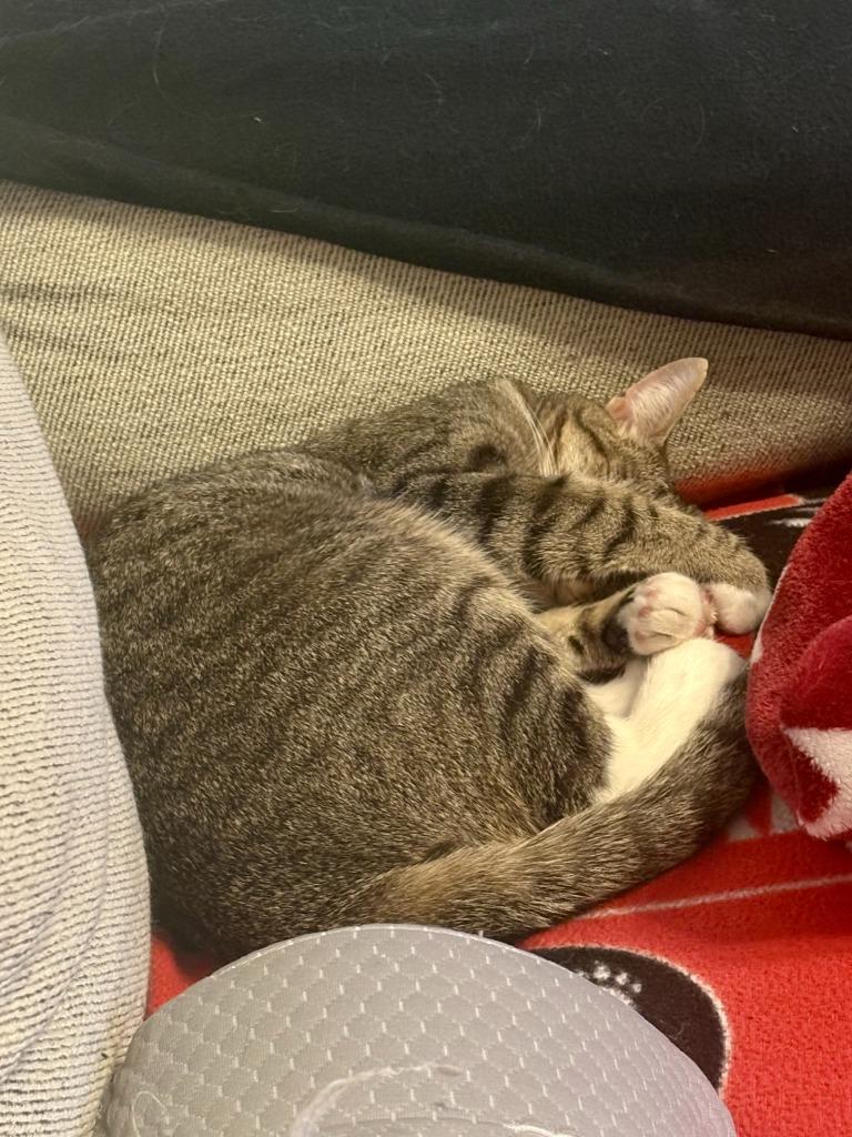 Enlarge Marni, a Adoptable mixed breed in Hampton, VA image 1/6