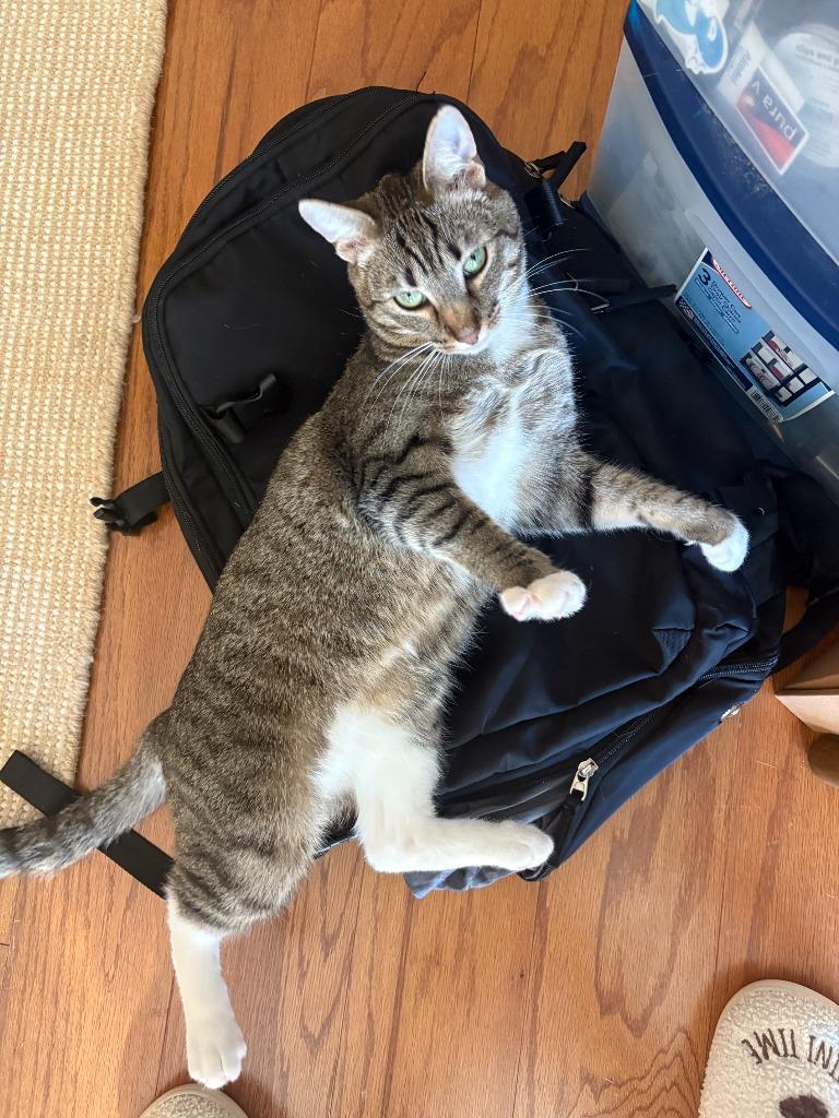 Enlarge Marni, a Adoptable mixed breed in Hampton, VA image 2/6